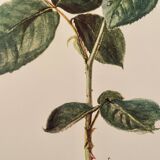 Watercolor on the rose - 1960