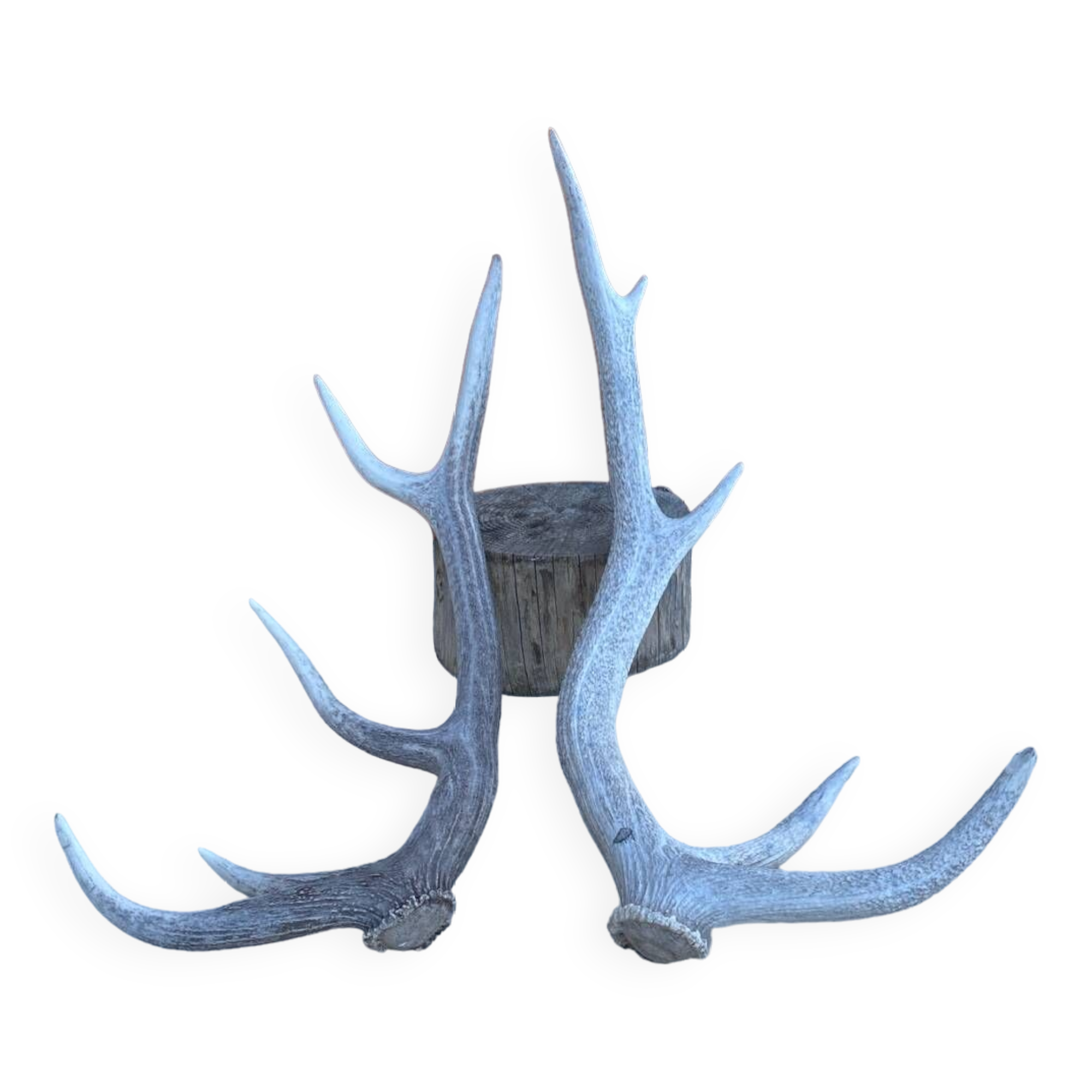 Bois de cerf