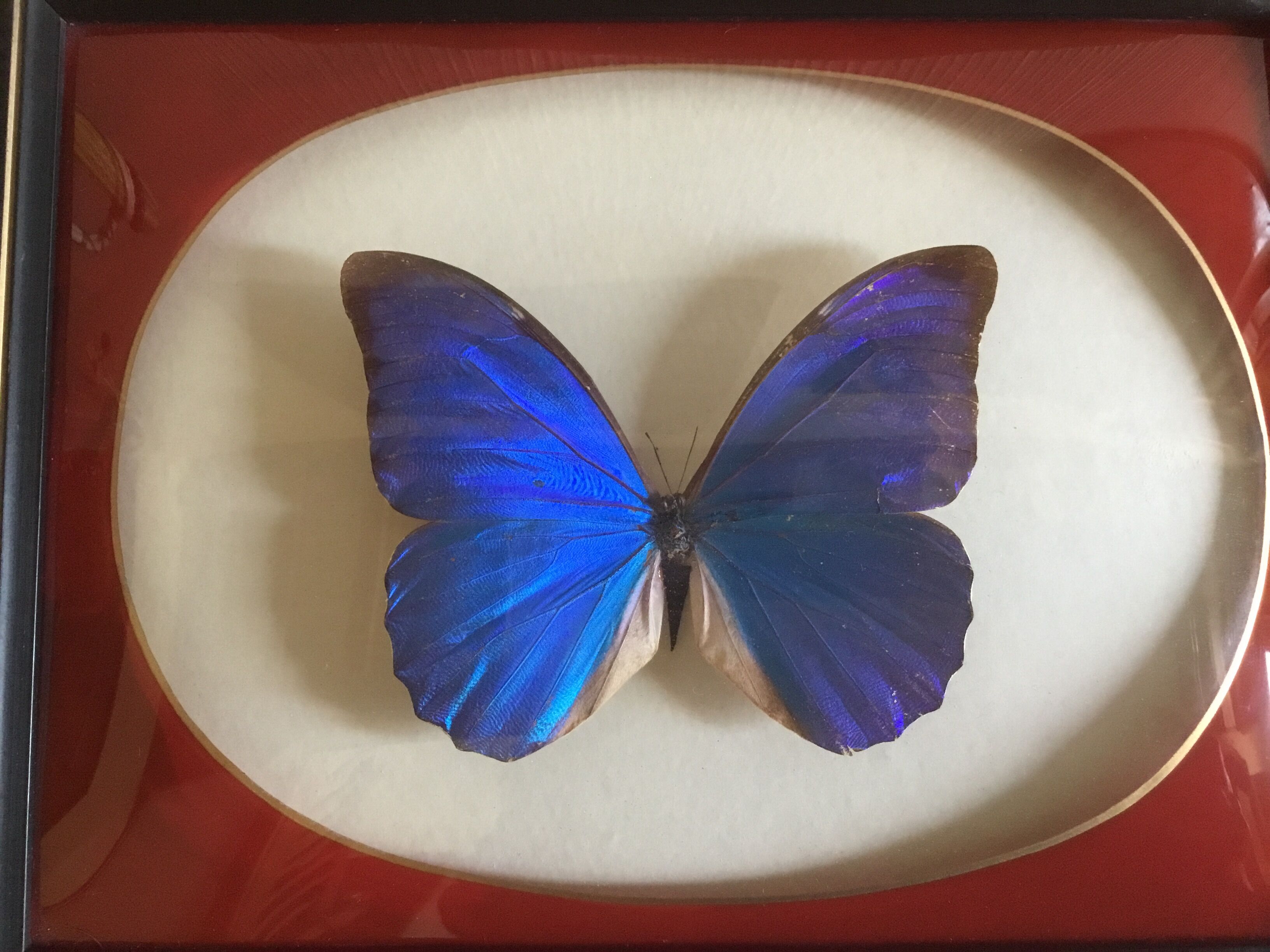 Butterfly morpho anaxibia