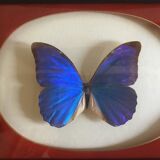 Butterfly morpho anaxibia