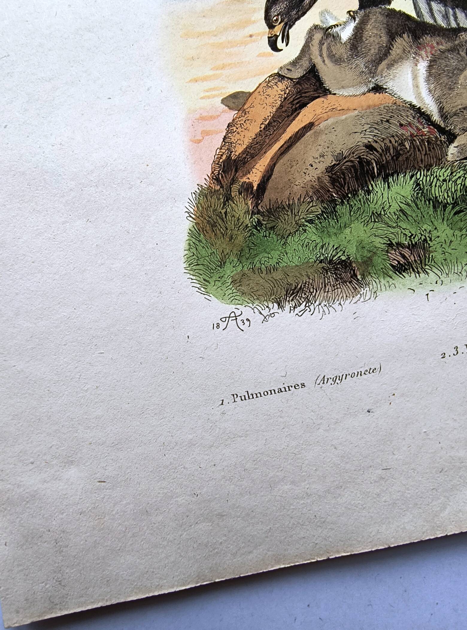 Lot of 3 old engravings from 1839 - Crickets and birds of prey - Colored plates