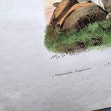 Lot of 3 old engravings from 1839 - Crickets and birds of prey - Colored plates