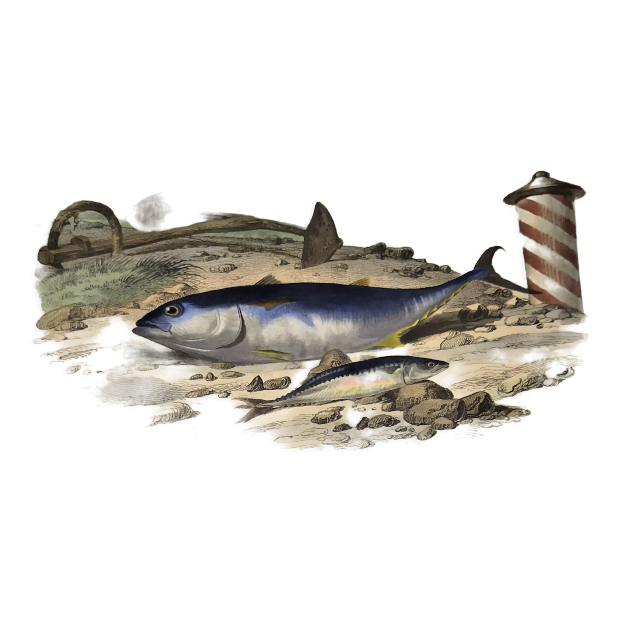 Original zoological plate of 1839 "tuna & mackerel"