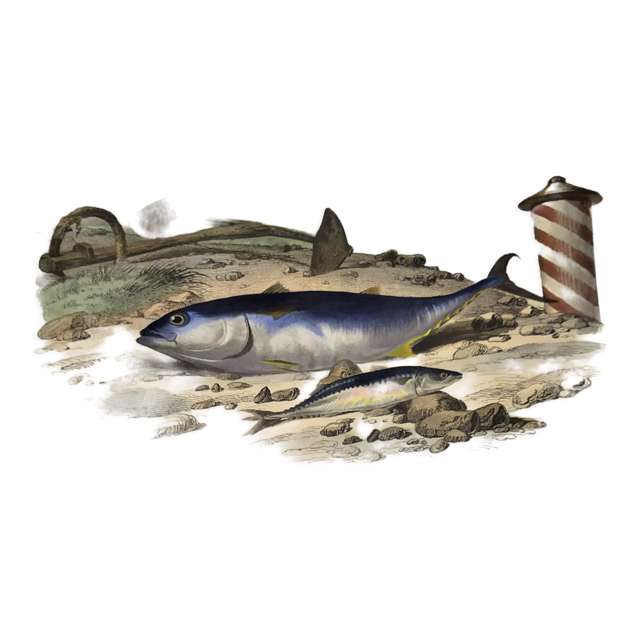 Original zoological plate of 1839 "tuna & mackerel"