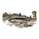Original zoological plate of 1839 "tuna & mackerel"