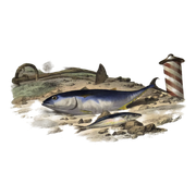 Original zoological plate of 1839 "tuna & mackerel"