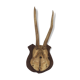 Hunting trophy