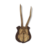 Hunting trophy