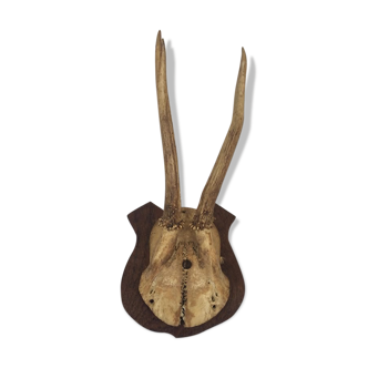 Hunting trophy