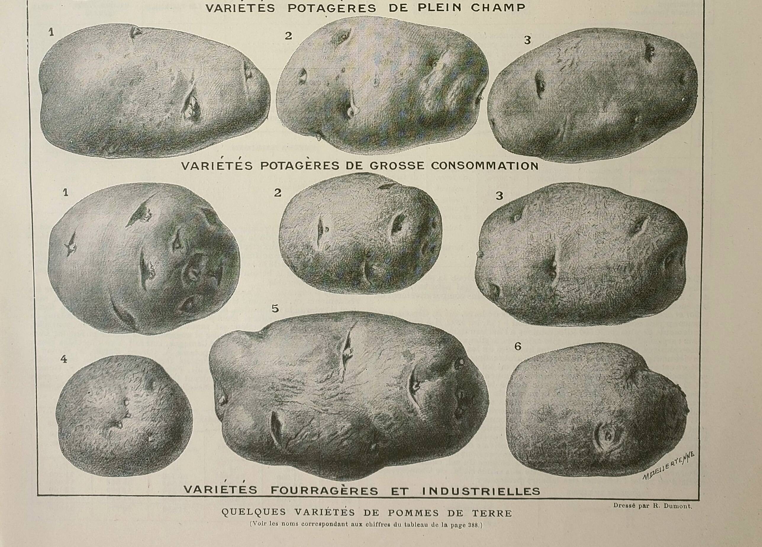 Old engraving 1922, Potato, varieties, vegetable garden, vegetable • Lithograph, Original plate