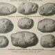 Old engraving 1922, Potato, varieties, vegetable garden, vegetable • Lithograph, Original plate
