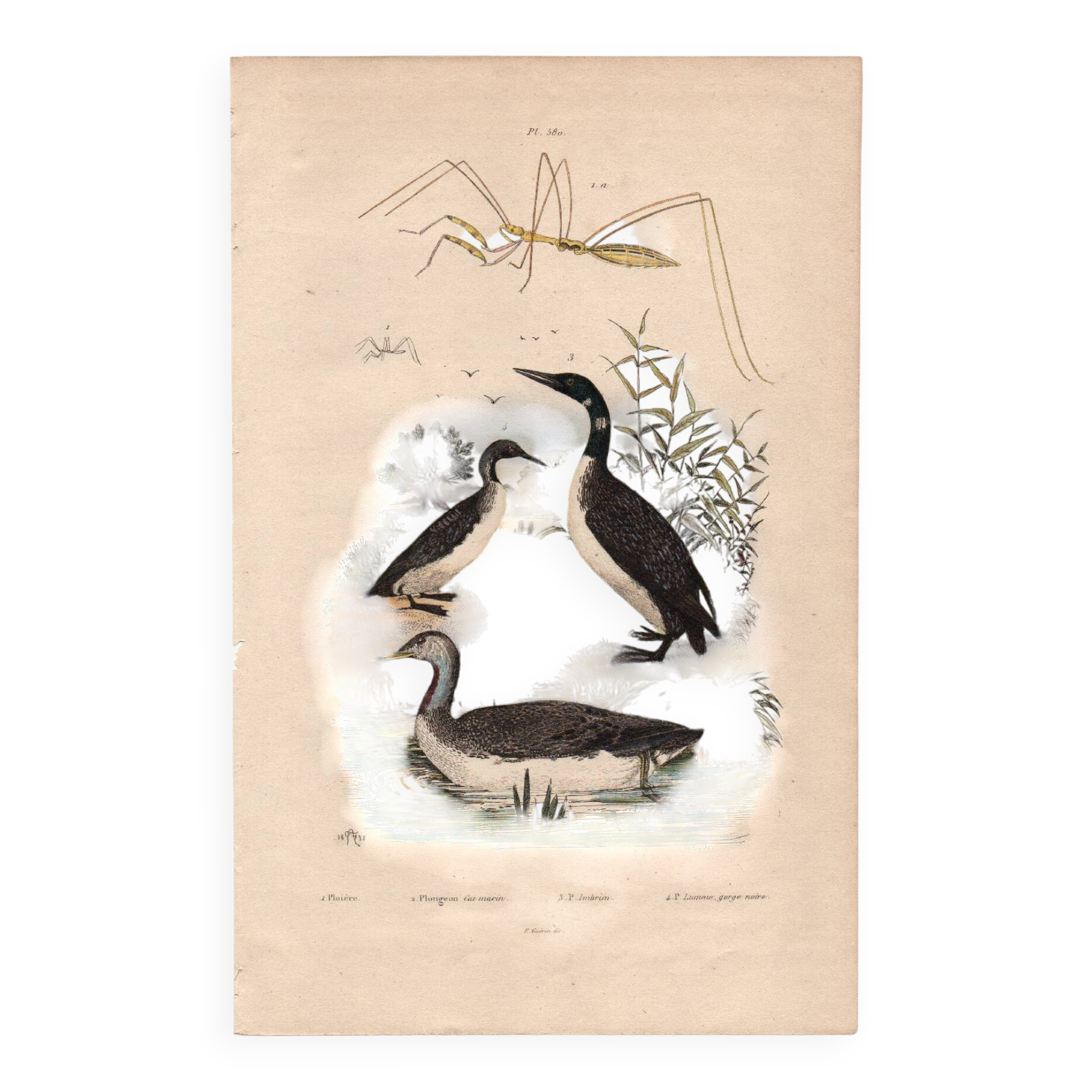 Old engraving from 1839 - Aquatic birds - zoological plate nature