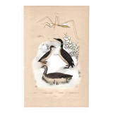 Old engraving from 1839 - Aquatic birds - zoological plate nature