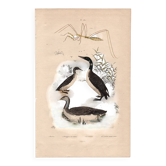 Gravure ancienne de 1839 - Oiseaux aquatiques - planche zoologique nature