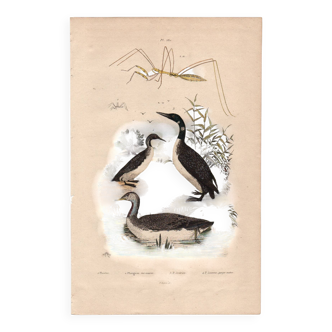 Old engraving from 1839 - Aquatic birds - zoological plate nature