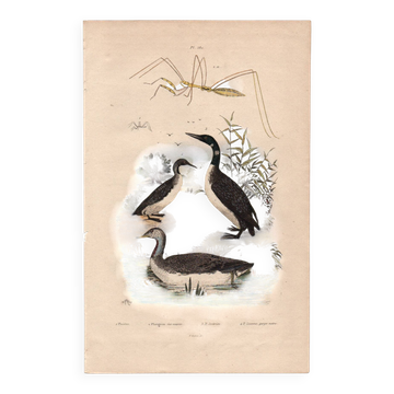 Old engraving from 1839 - Aquatic birds - zoological plate nature