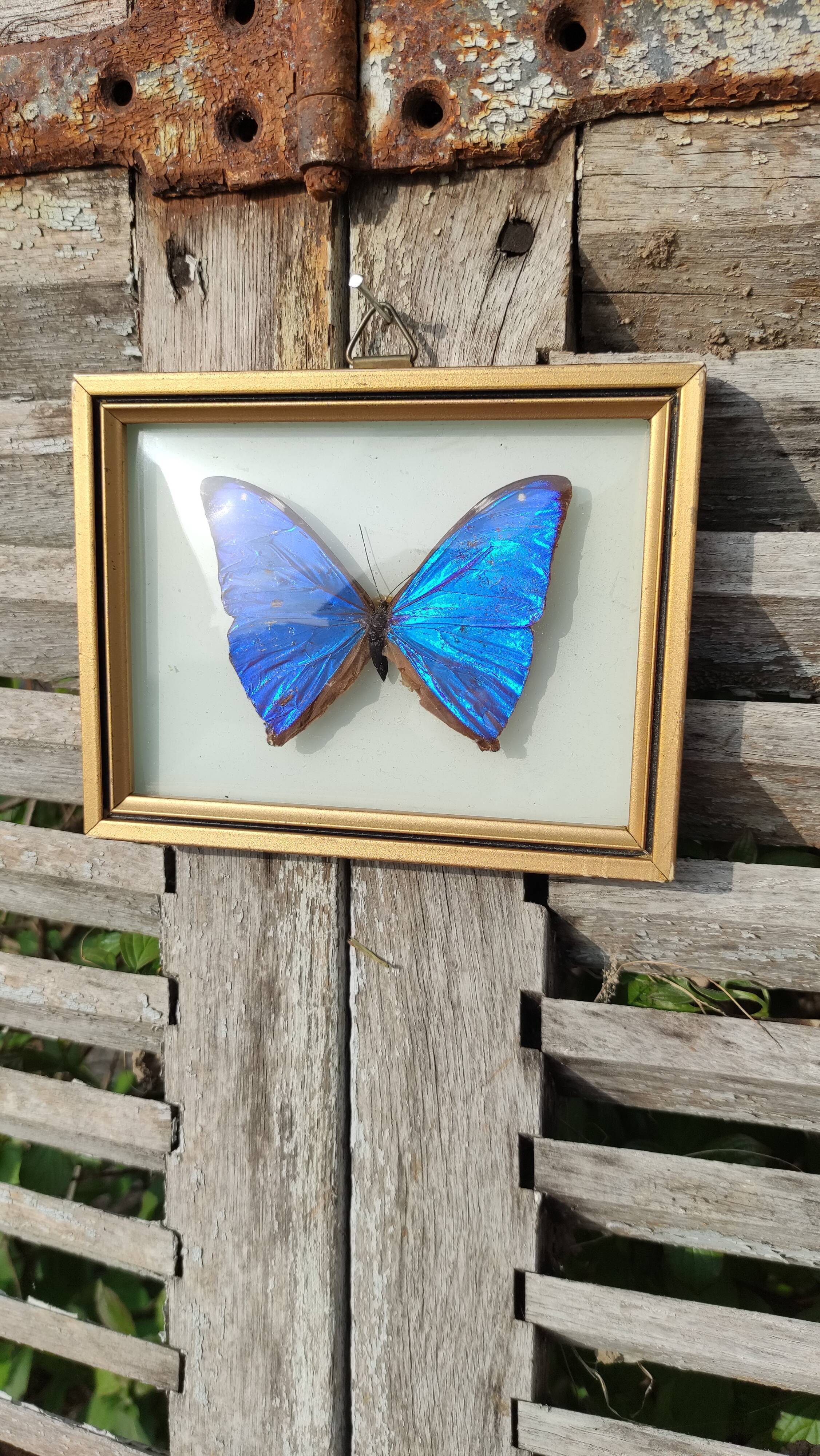 Curved frame of morpho butterfly from Brazil