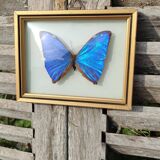 Curved frame of morpho butterfly from Brazil