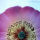 Assiette barbotine art déco fleur rose eglantine