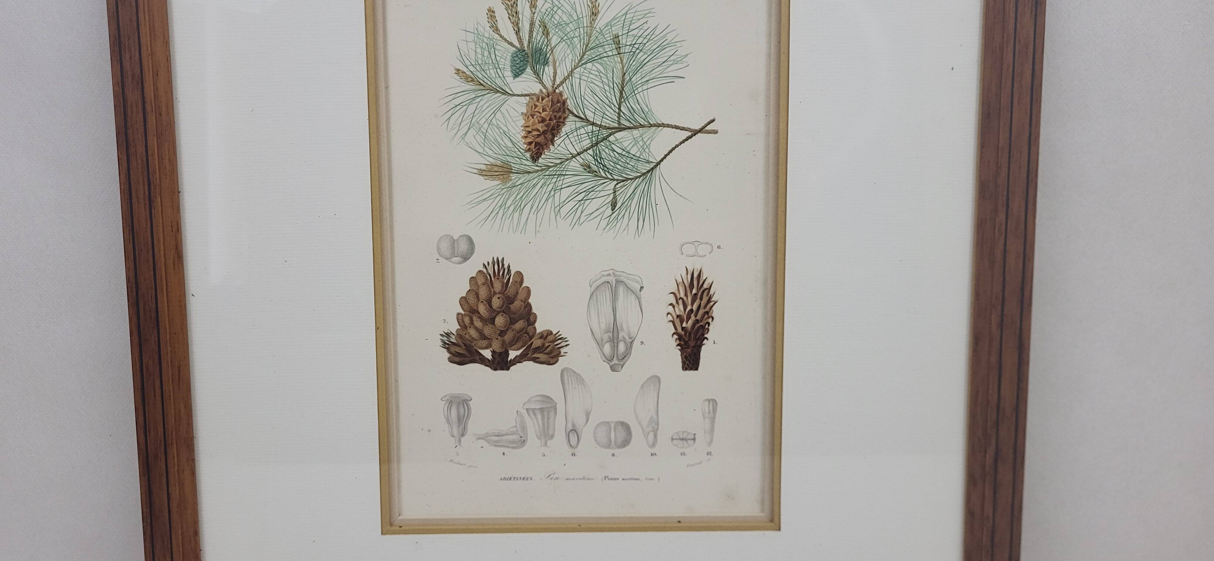 Botanical plate engraving Maritime pine Fournier