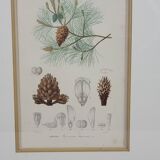 Botanical plate engraving Maritime pine Fournier