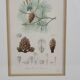 Botanical plate engraving Maritime pine Fournier