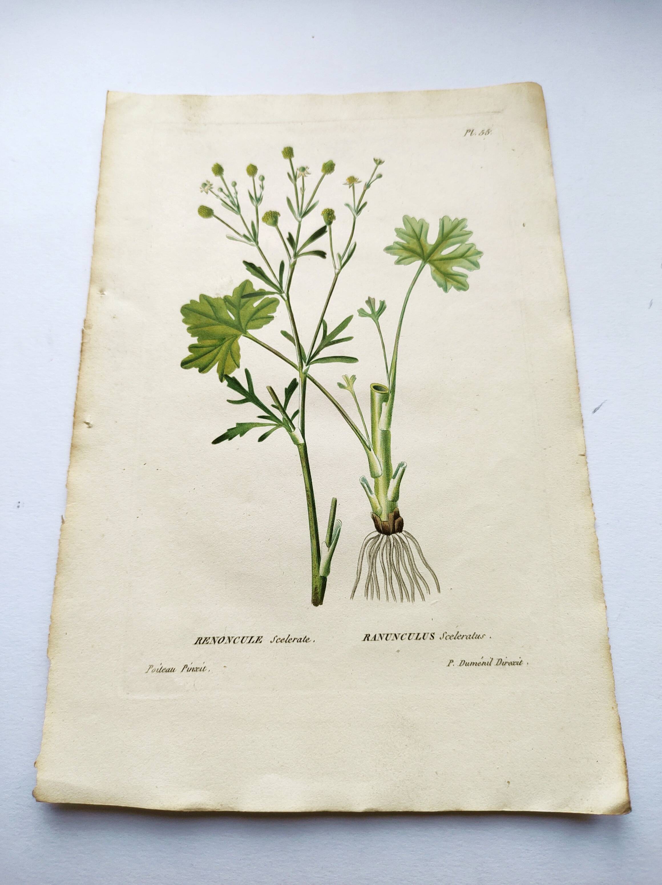 Antique flower engraving from 1829 - Ranunculus Scerelate - By P.A Poiteau.