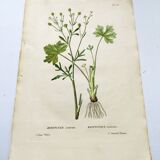 Gravure de fleur ancienne de 1829 - Renoncule Scerelate- Par P.A Poiteau.
