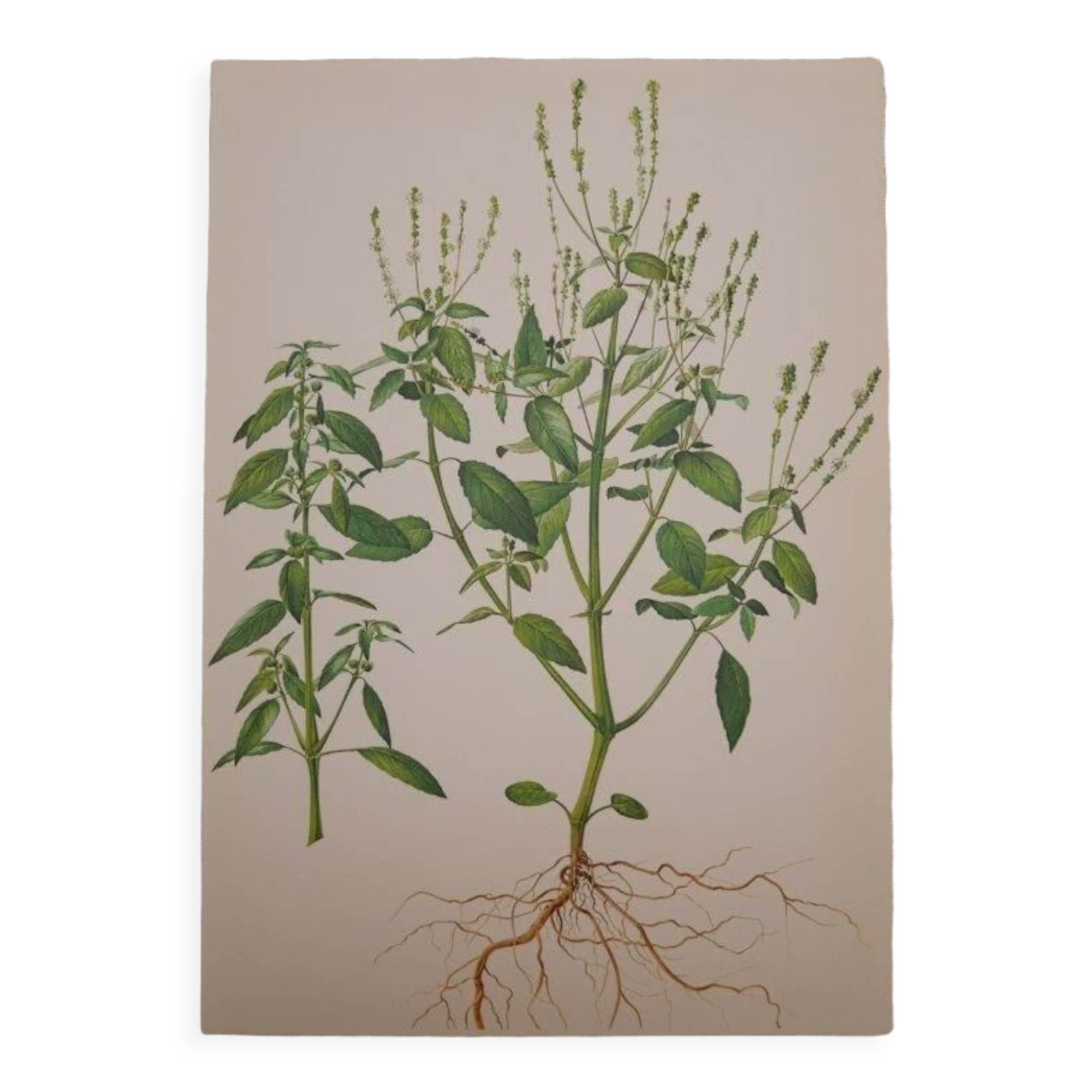 Planche botanique mercuriale annuelle