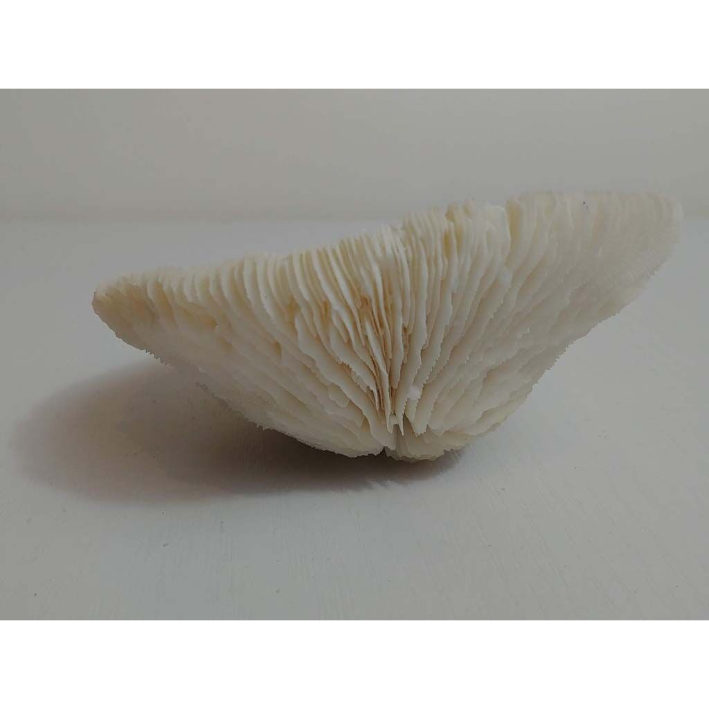 Mushroom Coral (Corail Fungia)