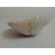 Mushroom Coral (Corail Fungia)