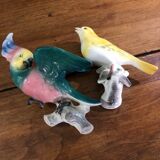 Set of two exotic birds