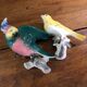Set of two exotic birds