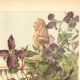 Art Nouveau engraving 1896 - Clematis and lion statue - Illustration