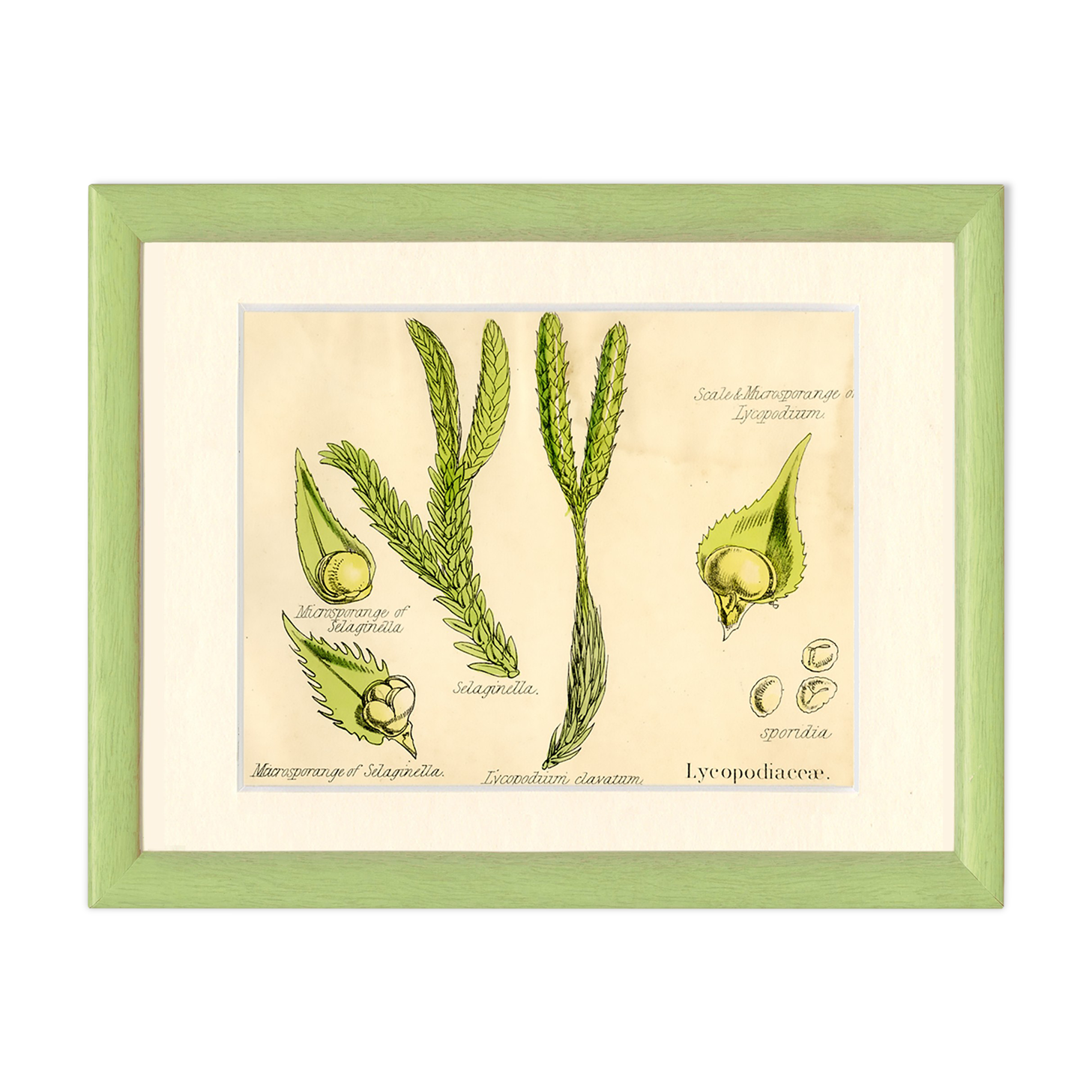 Club Moss, Plante, Graine, Estampe Botanique Ancienne, 1874