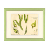 Club Moss, Plante, Graine, Estampe Botanique Ancienne, 1874