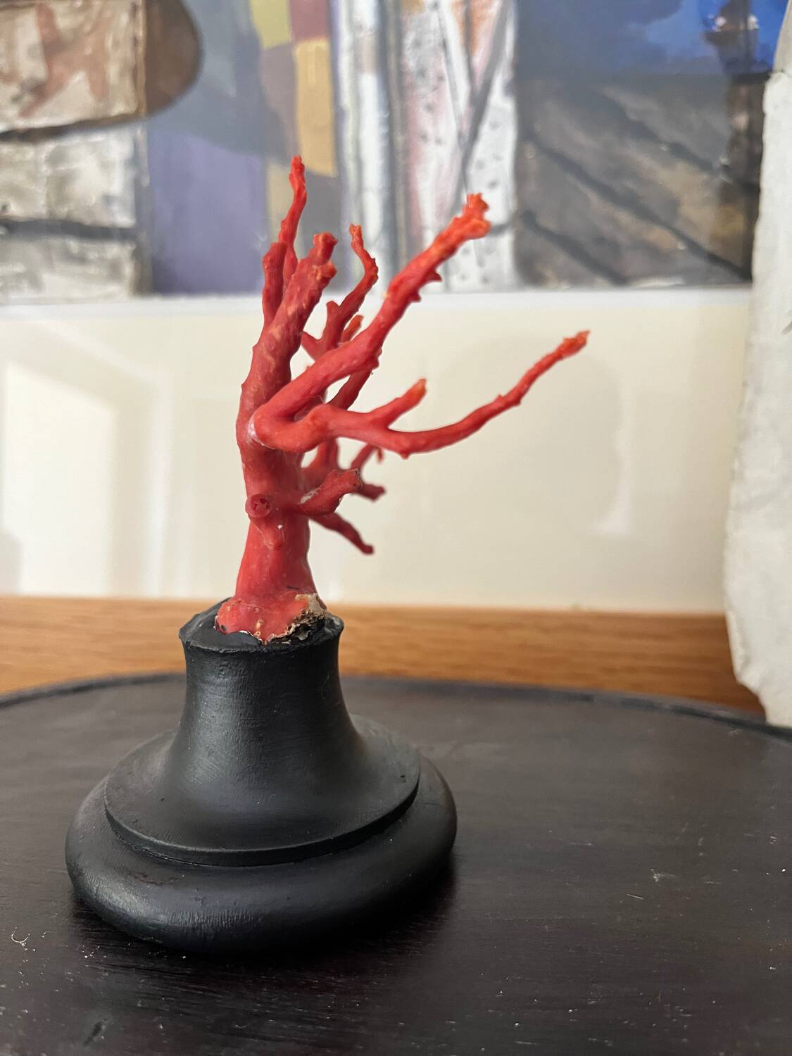 Red coral branch red coral natural history cabinet of curiosities