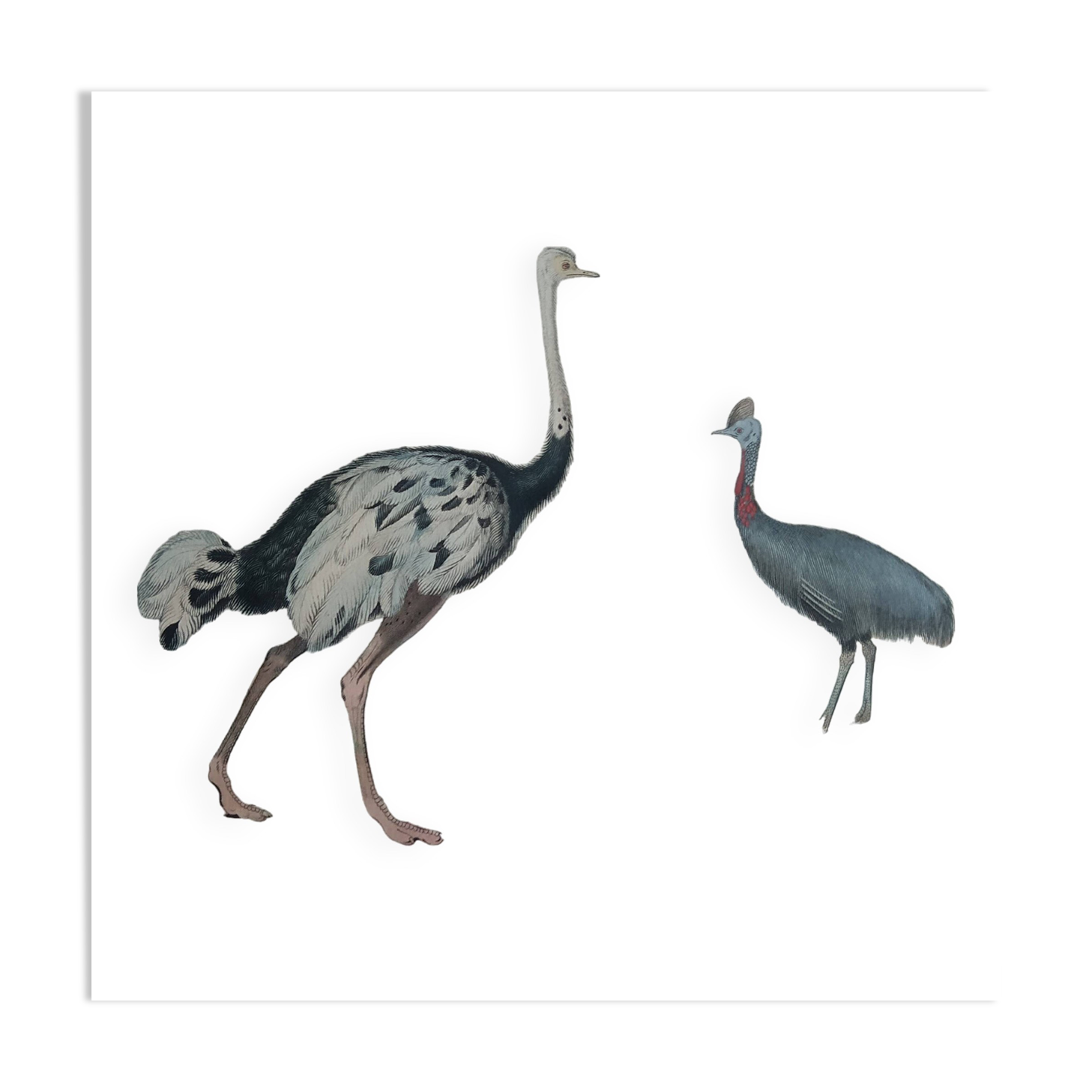 Planche Ornithologique Buffon 1838 "Autruche & Casoar"