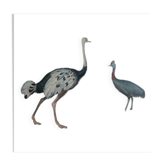 Ornithological Plate Buffon 1838 "Ostrich & Cassowary"