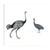 Planche Ornithologique Buffon 1838 "Autruche & Casoar"
