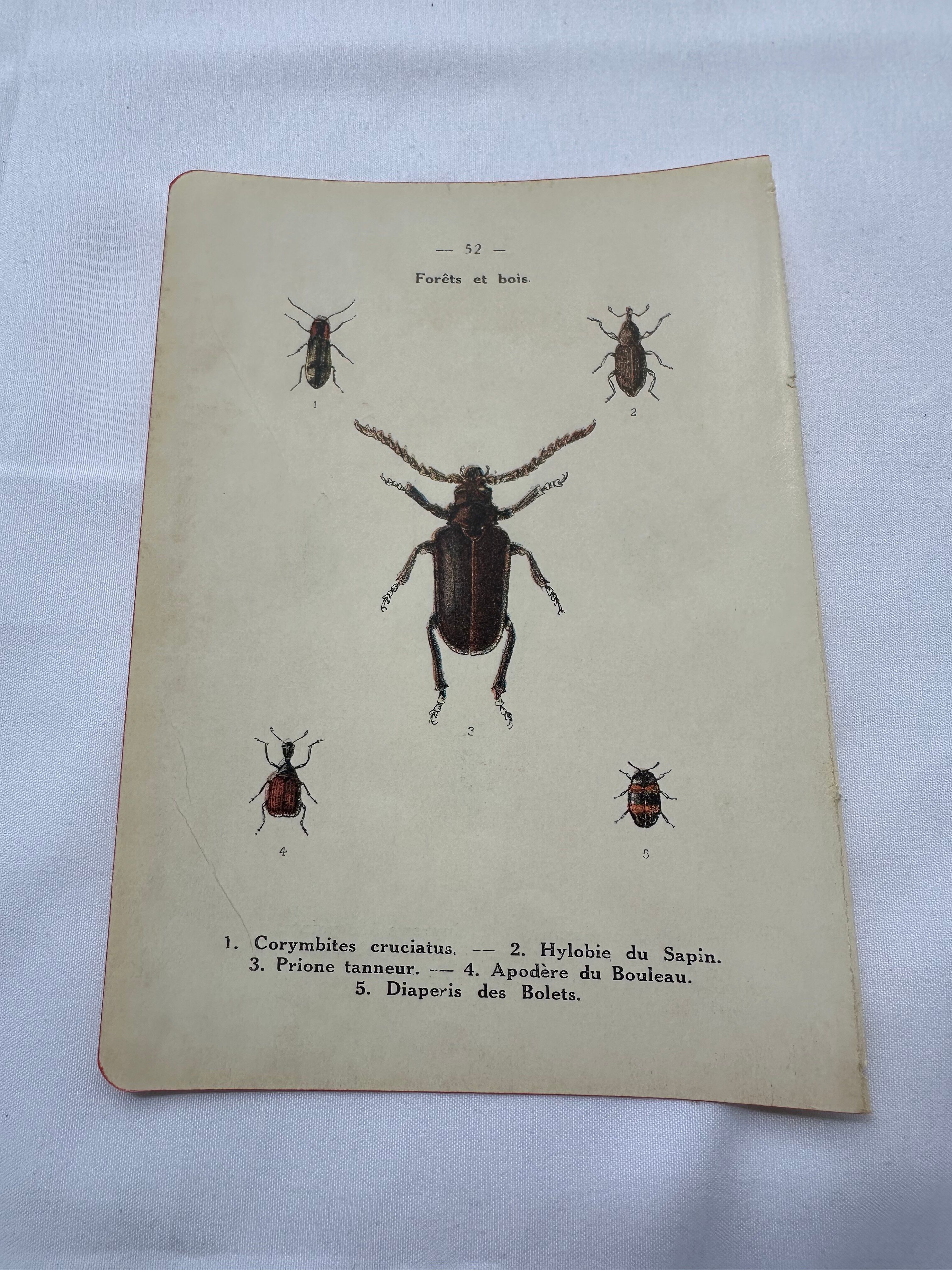 Old double-sided lithographic botanical plate.