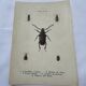 Old double-sided lithographic botanical plate.