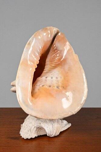 Vintage Shell Lamp