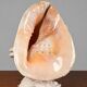 Vintage Shell Lamp