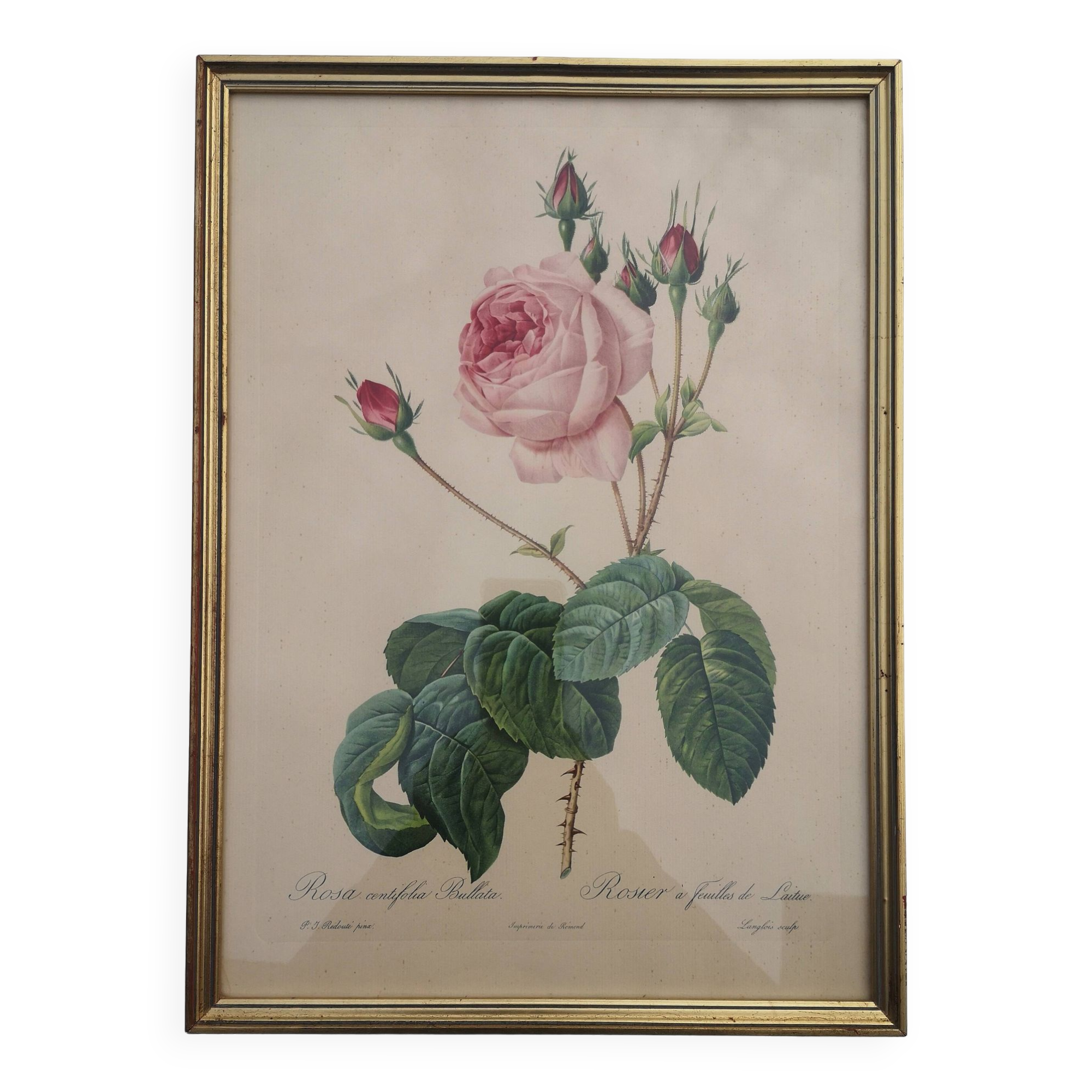 Framed lithograph by Pierre-Joseph Redouté