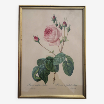 Framed lithograph by Pierre-Joseph Redouté