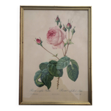 Framed lithograph by Pierre-Joseph Redouté