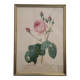 Lithographie encadrée de Pierre-Joseph Redouté