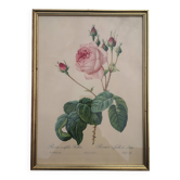Framed lithograph by Pierre-Joseph Redouté