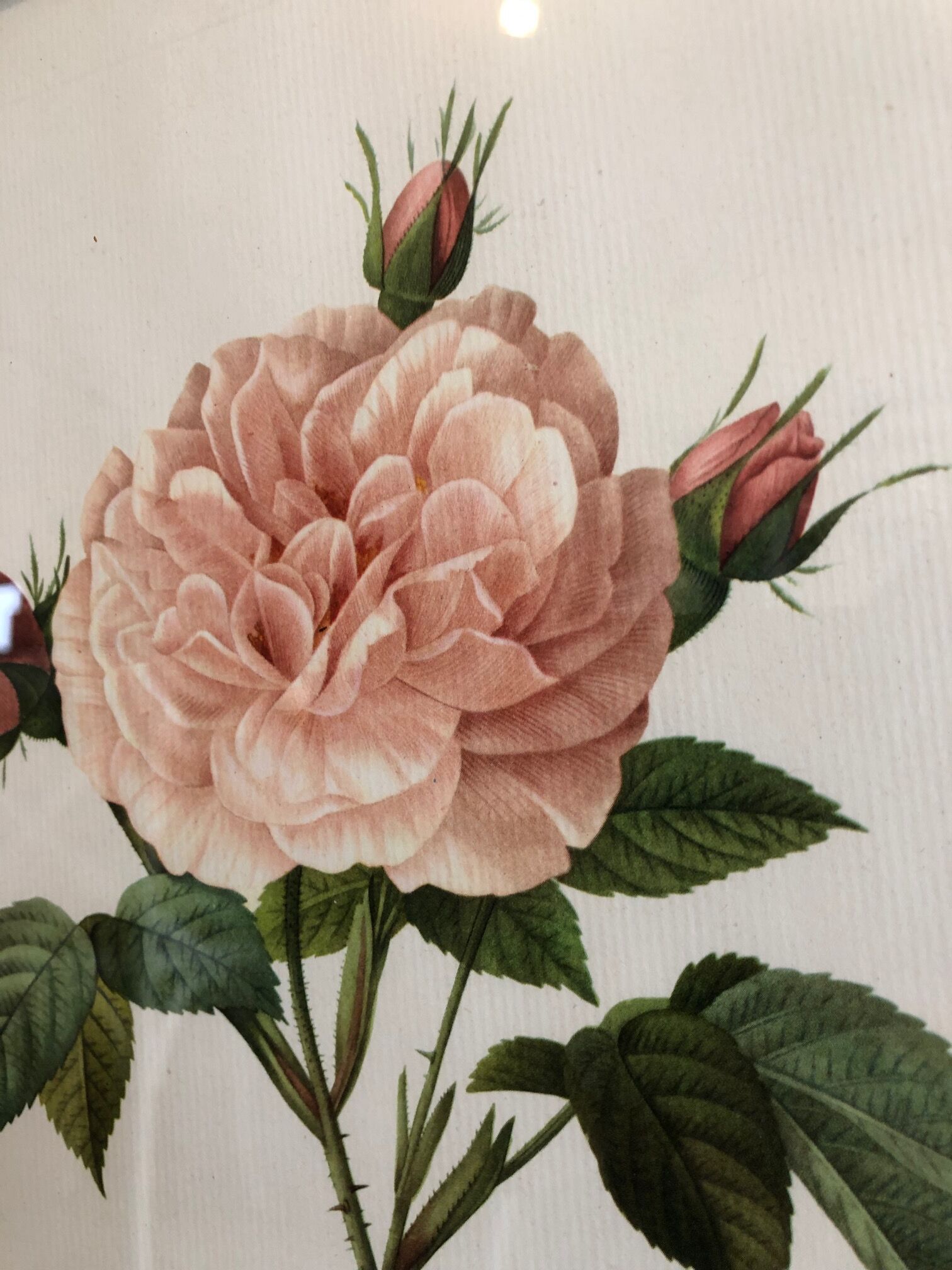 Dreaded Frame Rosa "Rosa alba Regalis"